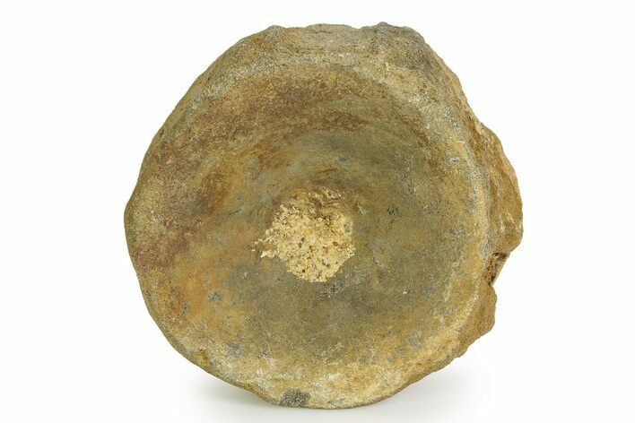 Fossil Ichthyosaur (Brachypterygius) Vertebra - England #351044